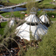 Image for article titled Behold These Incredible Works Of Architecture Made Out Of Living Trees